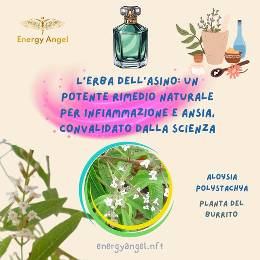 L'Erba dell'Asino: Un Potente Rimedio Naturale per Infiammazione e Ansia, Convalidato dalla Scienza